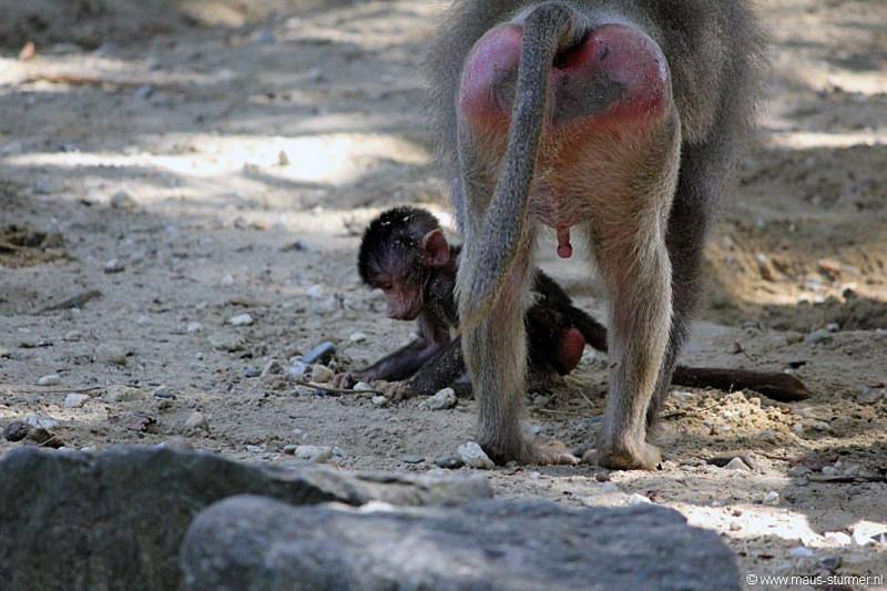2010-08-24 (632) Aanranding en mishandeling gebeurd ook in de apenwereld.jpg